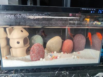 小米魚缸加熱棒多少瓦：小米智能魚缸專用加熱棒的選擇
