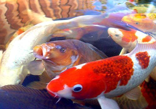 鄧州市開業(yè)觀賞魚養(yǎng)殖專業(yè)合作社（鄧州市開業(yè)觀賞魚養(yǎng)殖專業(yè)合作社地址）