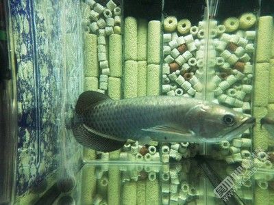 龍魚可以買賣嗎現在：龍魚可以買賣嗎