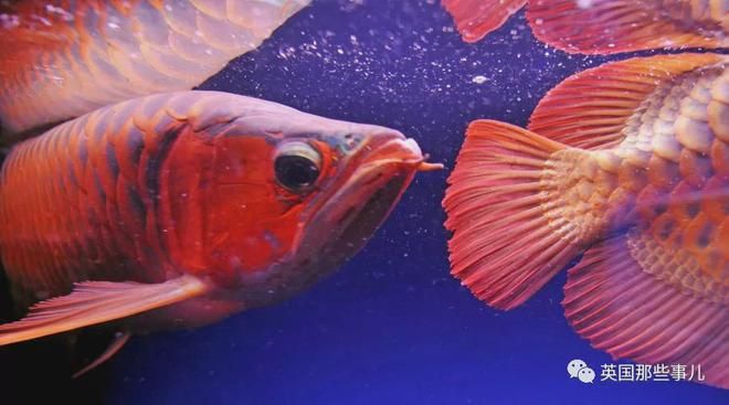龍魚可以買賣嗎現在：龍魚可以買賣嗎