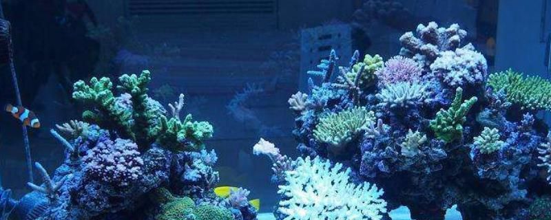 魚缸水垢的化學去除法：底濾魚缸水垢的化學去除法