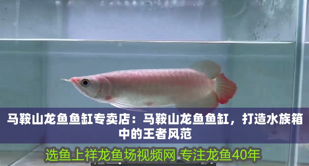 馬鞍山龍魚魚缸專賣店：馬鞍山龍魚魚缸，打造水族箱中的王者風范