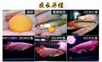 金頭過背金龍魚20厘米能長多大（如何判斷金頭過背金龍魚健康狀態，金頭過背金龍魚喂食技巧）
