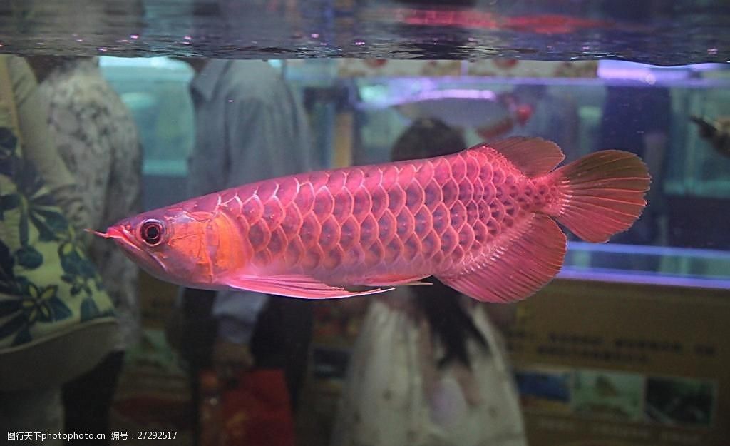 播放紅龍魚的照片大全高清（關于紅龍魚的一些高清圖片）