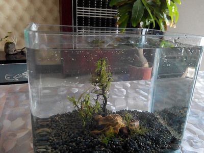 觀景小魚缸制作視頻教程：關于觀景小魚缸制作的視頻教程