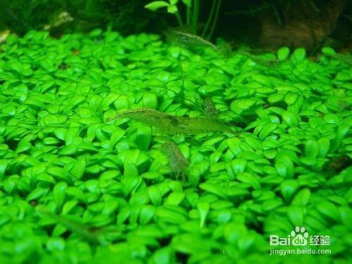 魚缸內(nèi)水草的選擇與搭配：魚缸內(nèi)水草的選擇與搭配至關(guān)重要， 魚缸內(nèi)水草的選擇與搭配：魚缸內(nèi)水草的選擇與搭配至關(guān)重要， 魚缸百科 第3張