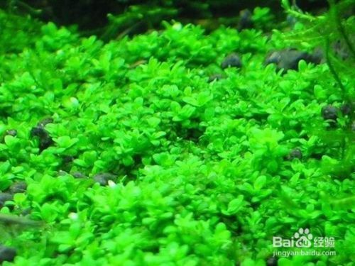 魚缸內(nèi)水草的選擇與搭配：魚缸內(nèi)水草的選擇與搭配至關(guān)重要， 魚缸內(nèi)水草的選擇與搭配：魚缸內(nèi)水草的選擇與搭配至關(guān)重要， 魚缸百科 第4張