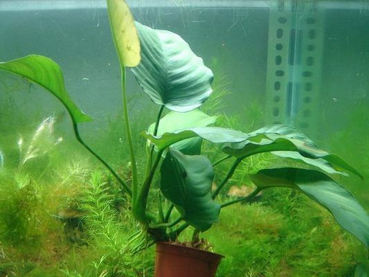 魚缸內(nèi)水草的選擇與搭配：魚缸內(nèi)水草的選擇與搭配至關(guān)重要， 魚缸內(nèi)水草的選擇與搭配：魚缸內(nèi)水草的選擇與搭配至關(guān)重要， 魚缸百科 第2張