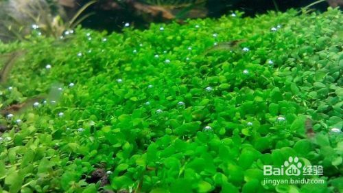 魚缸內(nèi)水草的選擇與搭配：魚缸內(nèi)水草的選擇與搭配至關(guān)重要， 魚缸內(nèi)水草的選擇與搭配：魚缸內(nèi)水草的選擇與搭配至關(guān)重要， 魚缸百科 第5張