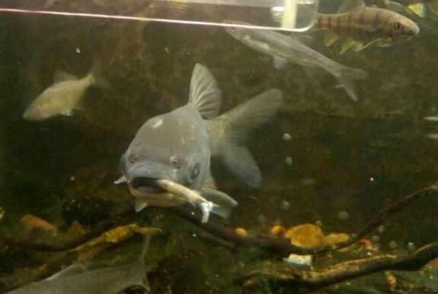 黑魚在魚缸中怎么養？：關于黑魚在魚缸中養護的方法