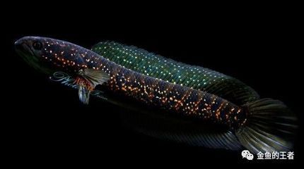 黑魚在魚缸中怎么養？：關于黑魚在魚缸中養護的方法