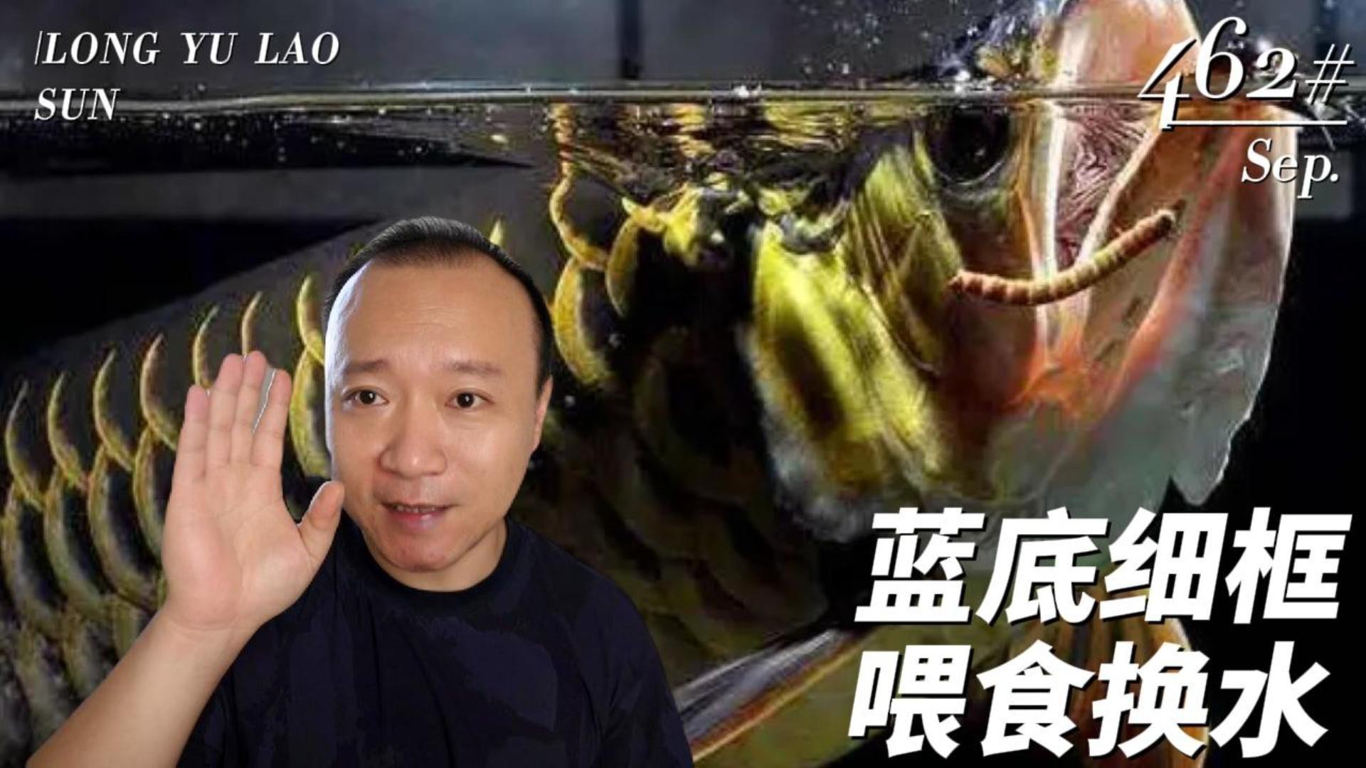 過背金龍魚一天喂幾次？