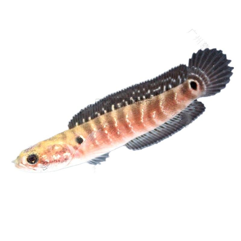 雷龍魚和金魚（—雷龍魚和金魚的飼養(yǎng)方法及其對水質(zhì)的要求）