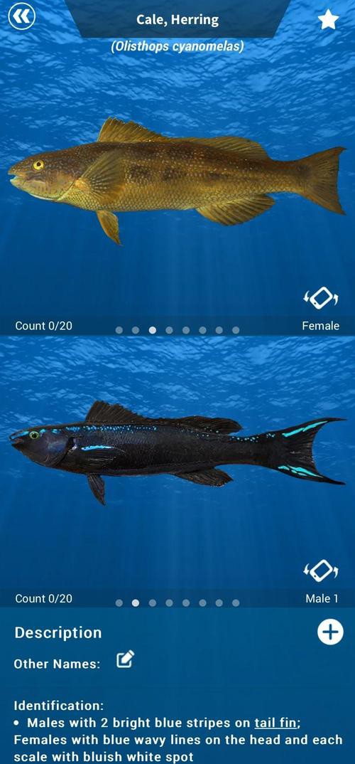 播放龍魚的照片大全