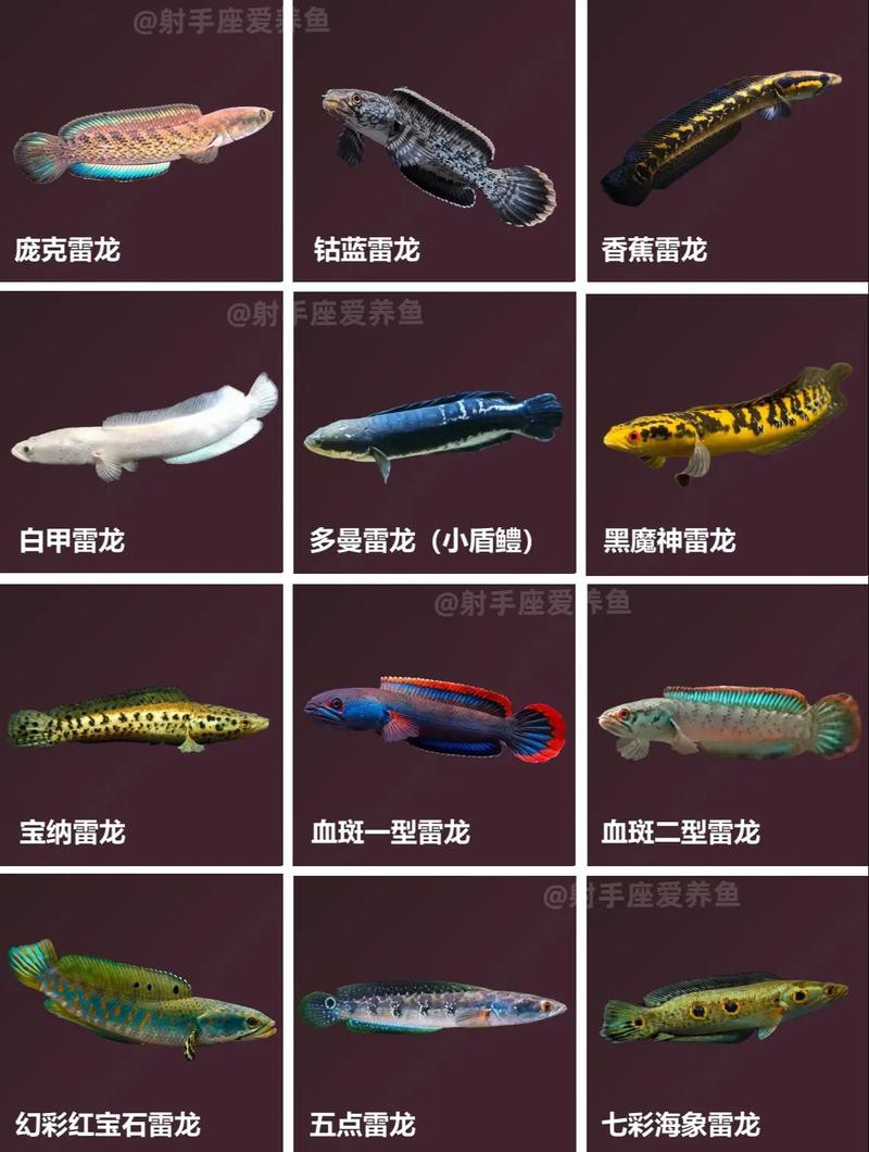 播放龍魚的照片大全