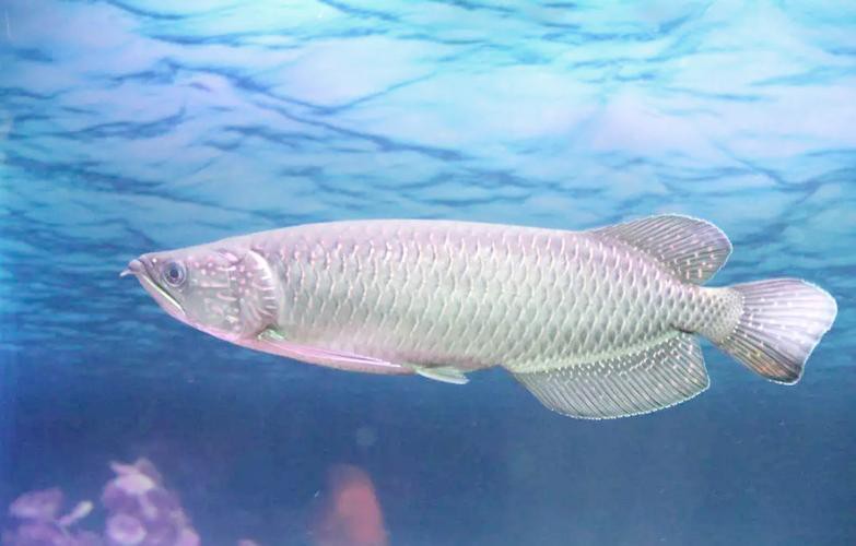 播放龍魚的照片大全