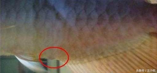 龍魚脫肛手術視頻（關于龍魚脫肛手術的具體視頻）