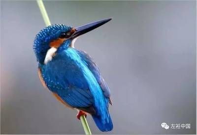 那曲龍魚魚缸：探秘那曲龍魚魚缸，打造高端水族藝術的極致體驗