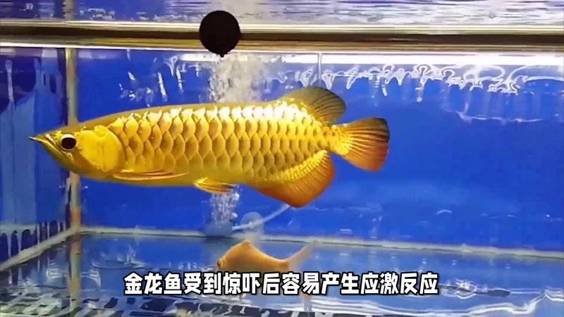 龍魚過背和高背哪個好養(yǎng)