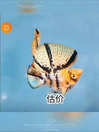 金龍魚鉆石眼什么意思