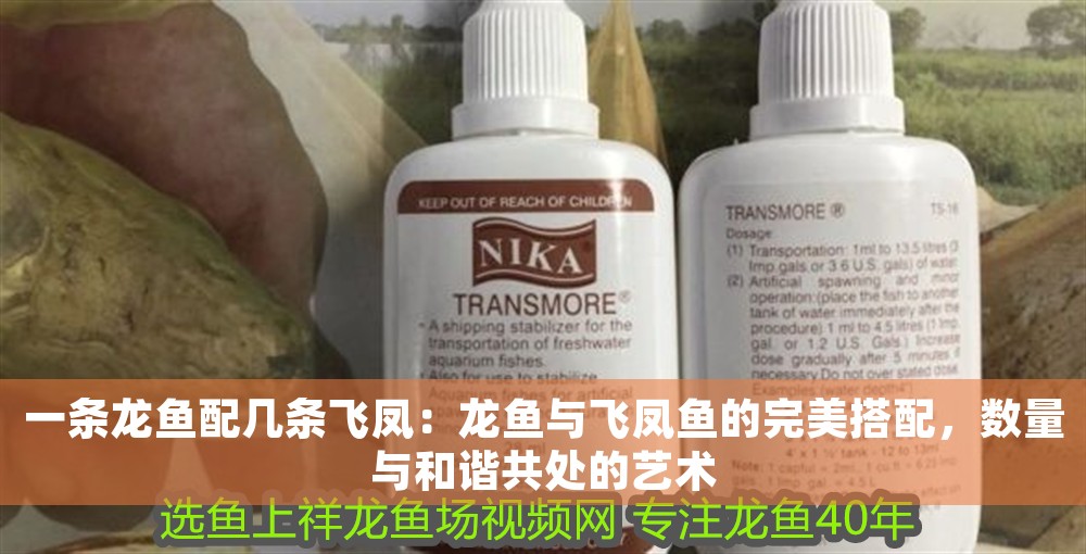 一條龍魚配幾條飛鳳：龍魚與飛鳳魚的完美搭配，數(shù)量與和諧共處的藝術(shù)