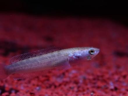 雷龍魚怕人不吃東西怎么辦