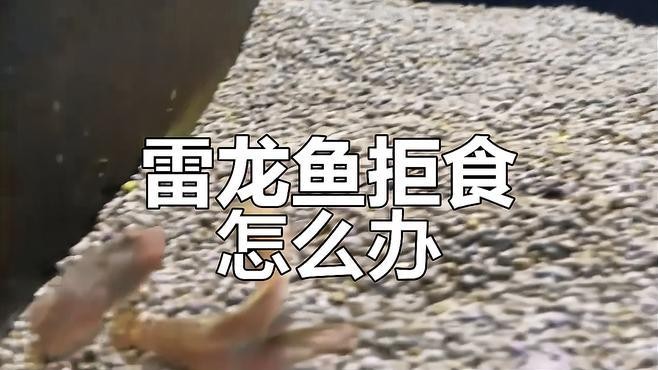 雷龍魚怕人不吃東西怎么辦