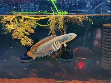 雷龍魚怕人不吃東西怎么辦