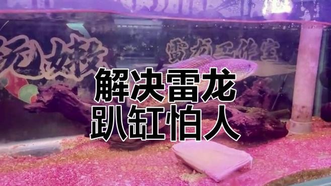 雷龍魚怕人不吃東西怎么辦
