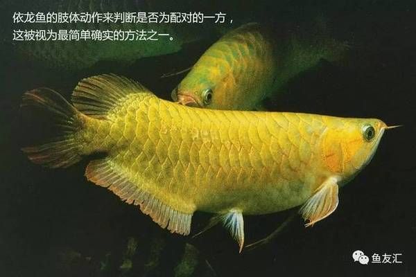 龍魚(yú)繁殖技術(shù)入門指南：如何判斷龍魚(yú)是否性成熟，龍魚(yú)繁殖后水質(zhì)管理方法