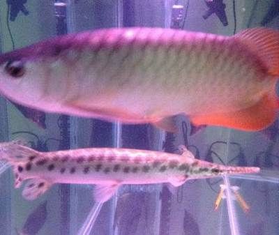 紅尾龍魚壽命：紅尾龍魚的壽命受到多種因素影響，紅尾龍魚壽命受到多種因素影響