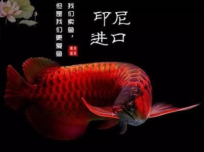 關于龍魚的說說文案短句子（關于龍魚的說說文案短句）
