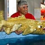 金虎魚俗稱什么