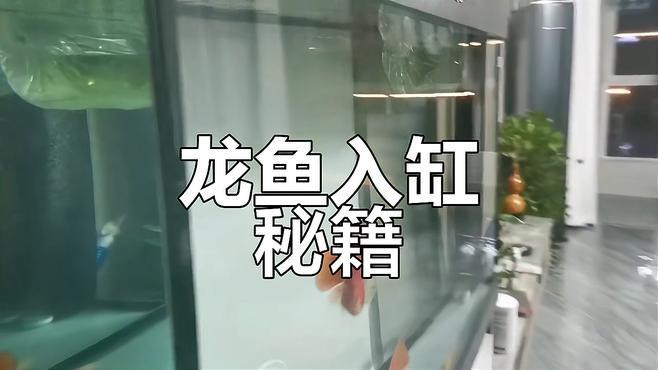 澳大利亞龍魚(yú)怎么養(yǎng)活