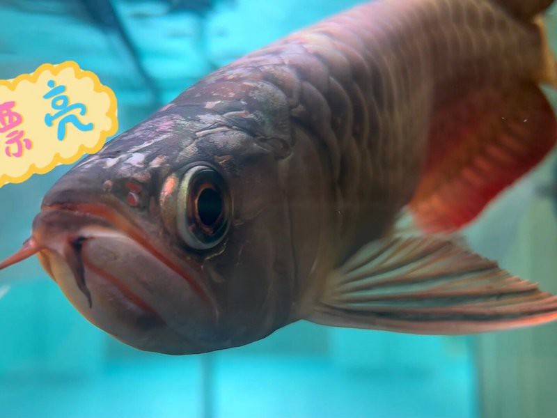 澳大利亞龍魚(yú)怎么養(yǎng)活