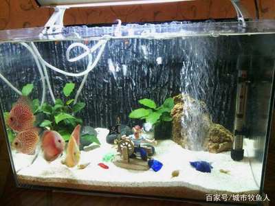 魚缸能用多久不漏（關(guān)于魚缸使用壽命的一些關(guān)鍵信息）