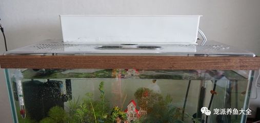 魚缸底濾魚缸底濾的優缺點分析魚缸底濾的優缺點分析：底濾魚缸不放濾材是不可取的