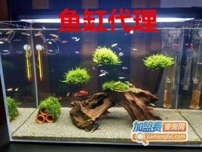 定制魚缸加盟（定制魚缸加盟是一個(gè)值得考慮的投資方向但投資者在選擇加盟）