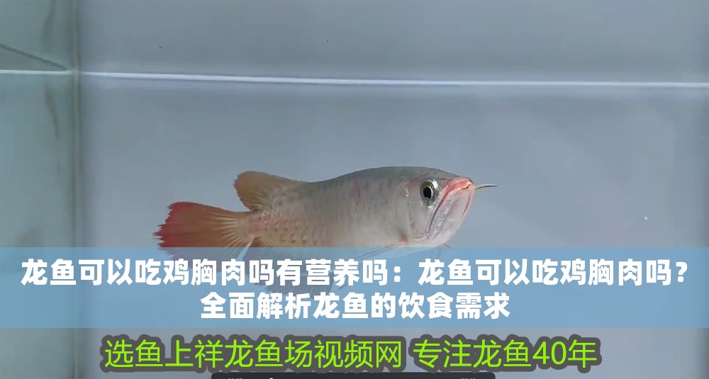 龍魚可以吃雞胸肉嗎有營養嗎：龍魚可以吃雞胸肉嗎？全面解析龍魚的飲食需求