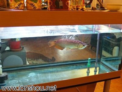 賣龍魚的店叫什么店（如何識別和選擇一個合適的龍魚店）