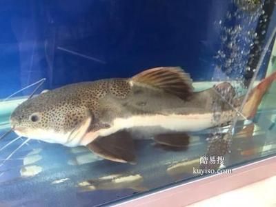 海水魚缸平時怎么維護水質（如何維護海水魚缸的水質？）