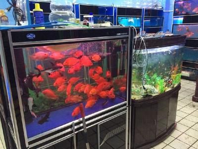 海水魚缸平時怎么維護水質（如何維護海水魚缸的水質？）