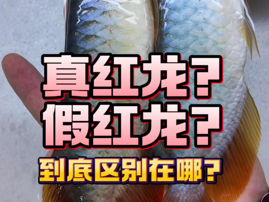 如何辨別紅色龍魚的品質？