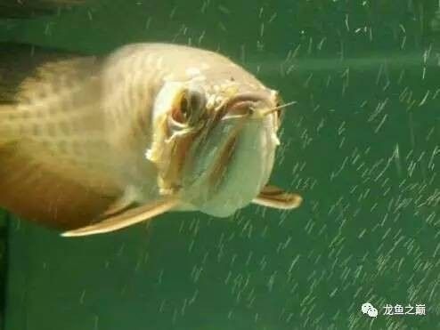 龍魚靜養是開燈還是關燈