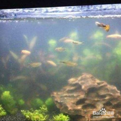 魚缸水渾濁怎么變清最快方法（魚缸水渾濁怎么變清）