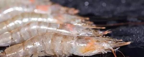 淡水蝦和海水蝦都可以喂食給龍魚的食物嗎？：淡水蝦和海水蝦在營養成分、口感和消化難度上有不同
