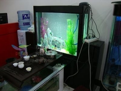 小魚牌魚缸生產廠家：鄭州浮陽水族公司歷史沿革小魚牌魚缸售后服務分析