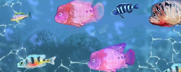 羅漢魚的混養策略：關于羅漢魚混養的一些關鍵信息