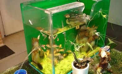 哪種魚缸質量最好 哪種魚缸質量最好 魚缸百科 第3張
