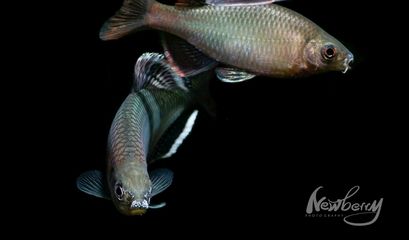 黑色魚缸配色時(shí)可考慮使用單色對(duì)比色、3d仿真版背景板：選擇魚缸背景圖時(shí)，顏色的搭配是非常重要的